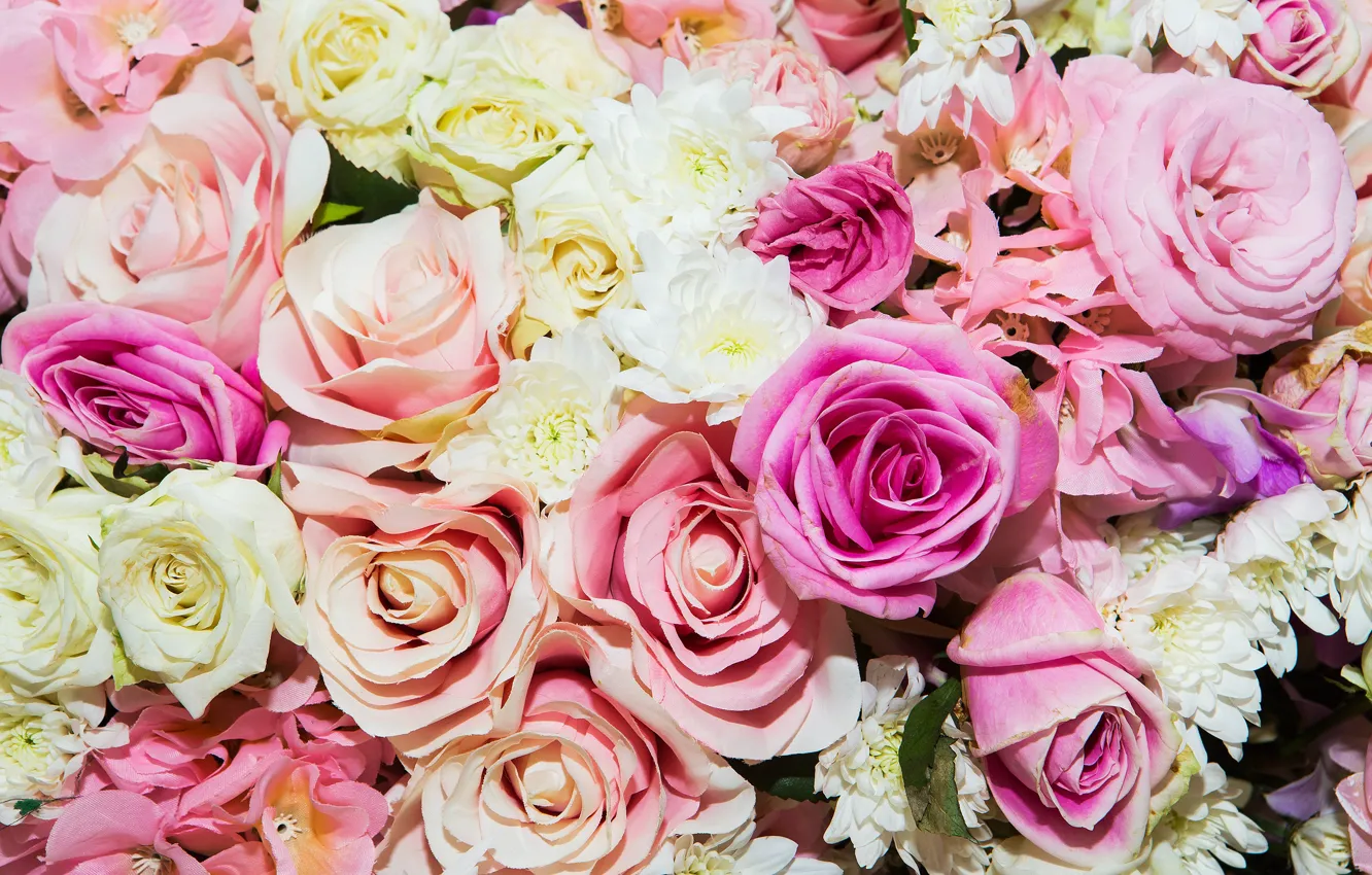 Фото обои цветы, фон, розы, розовые, бутоны, pink, flowers, roses