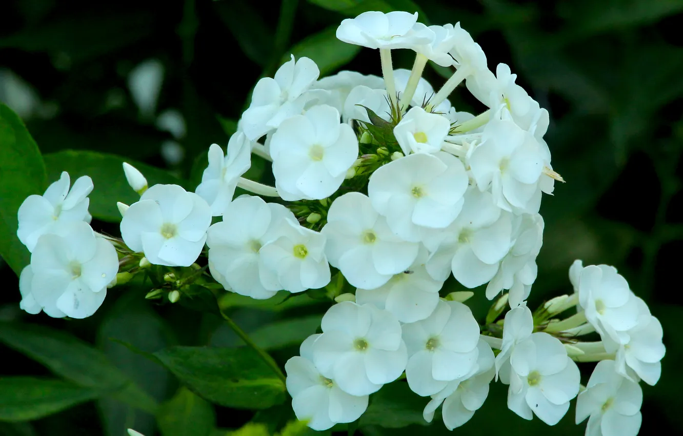 Фото обои white, blooming, phlox