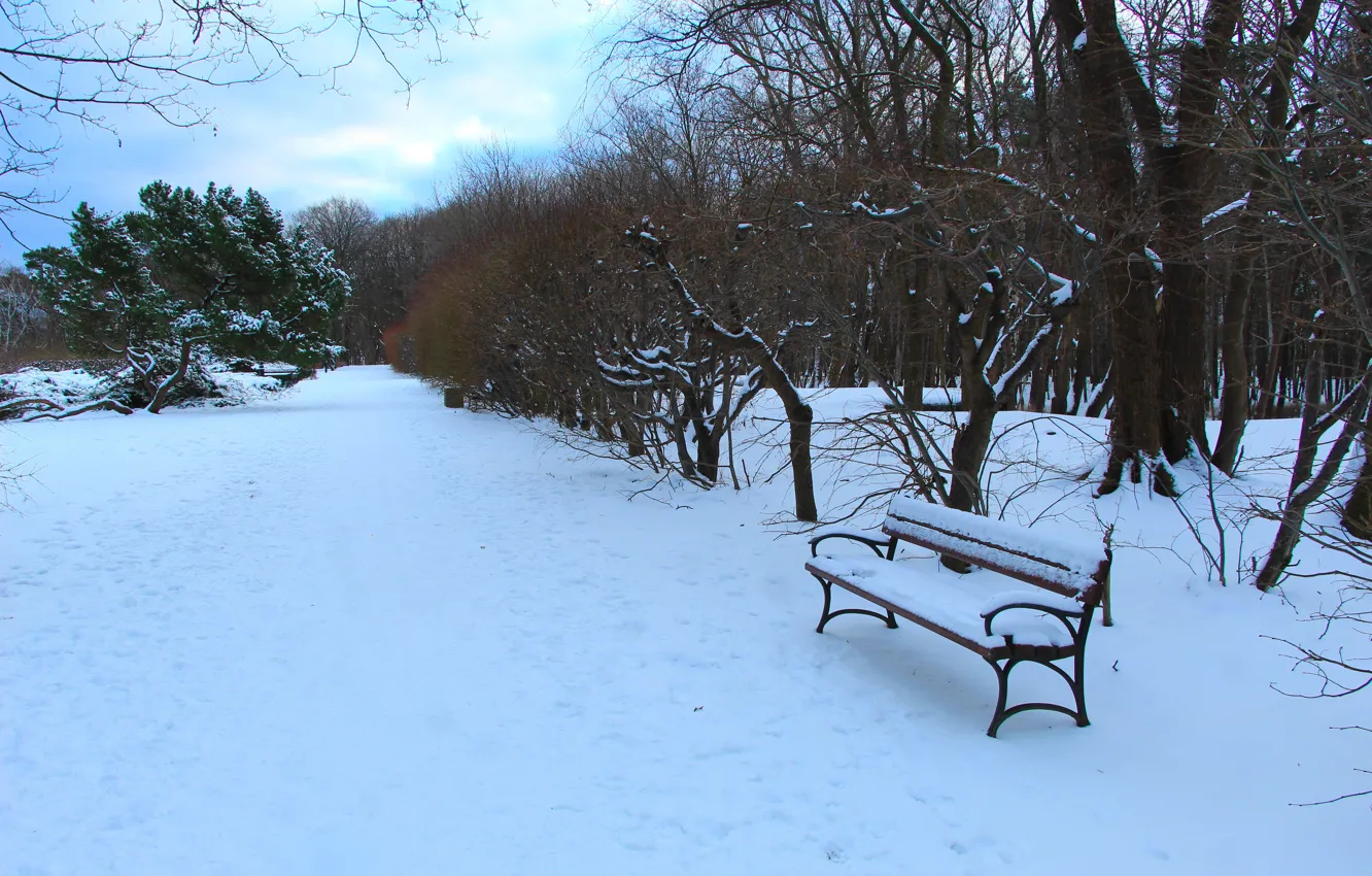 Фото обои park, winter, bench