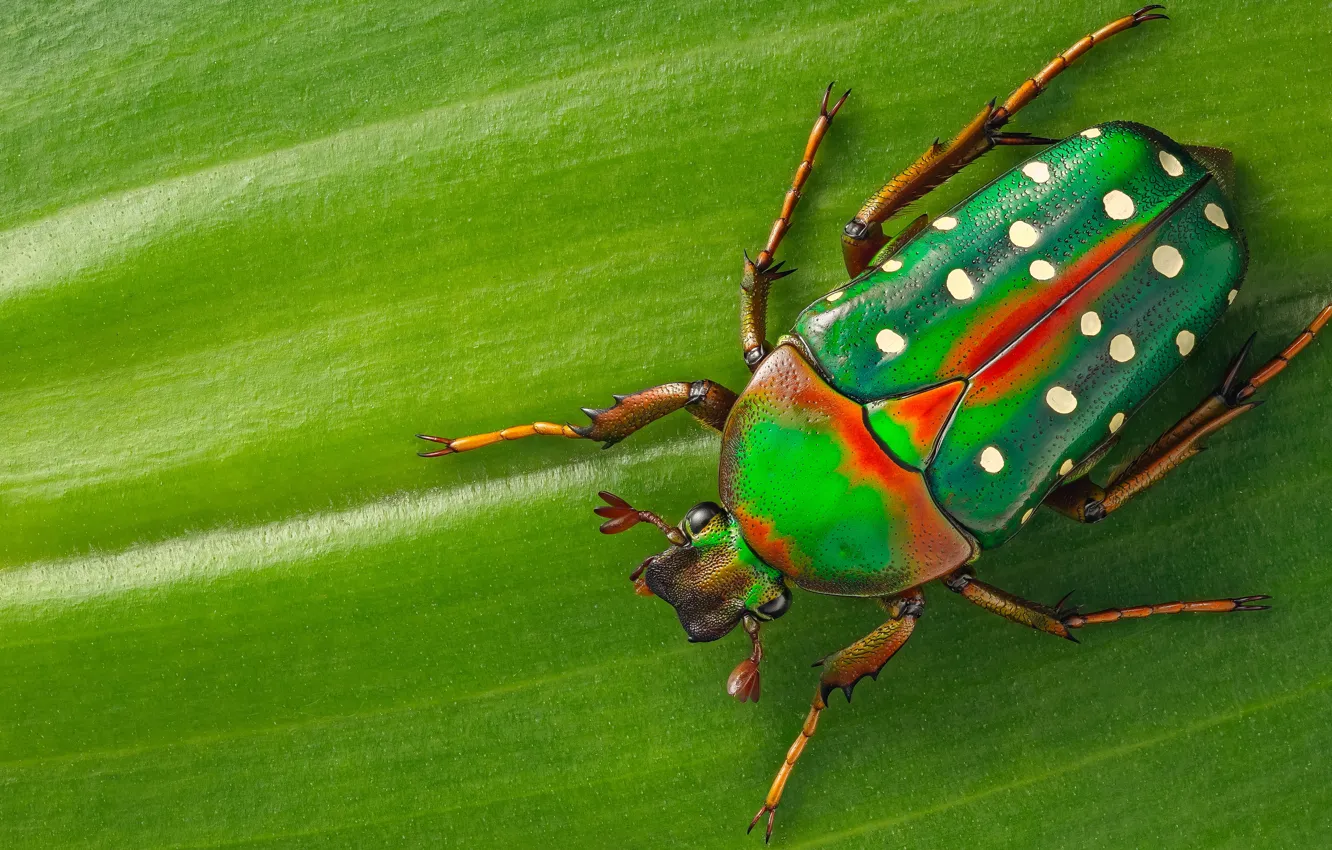 Фото обои макро, зеленый, фон, листок, жук, насекомое, в крапинку