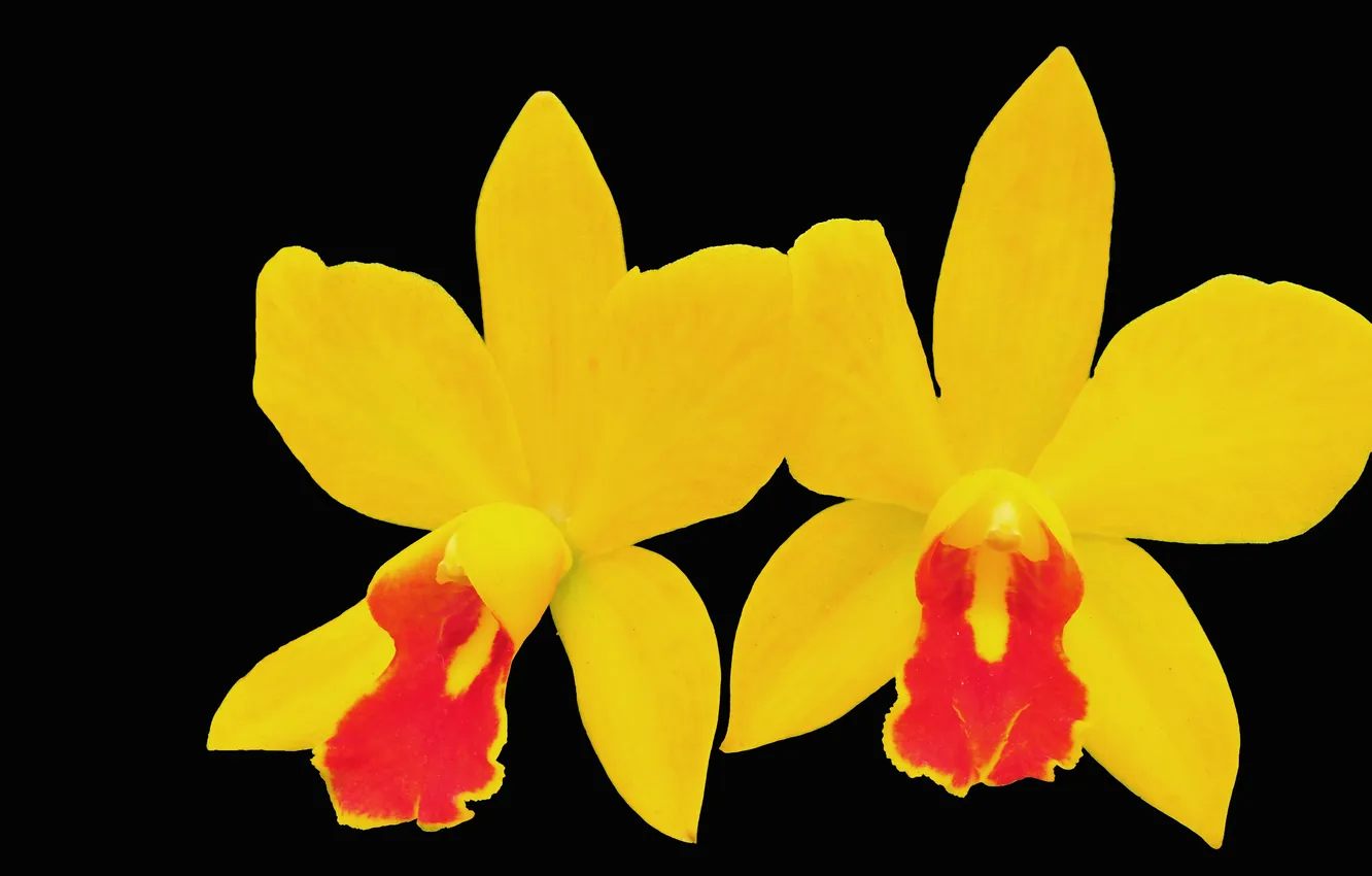 Фото обои цветы, фон, лепестки, орхидея