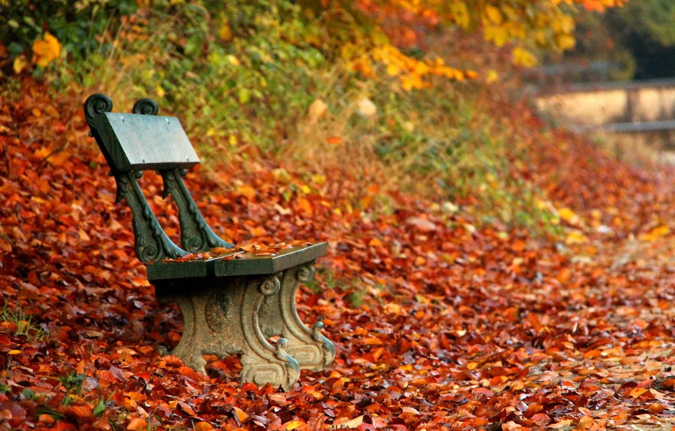 Фото обои осень, парк, скамья
