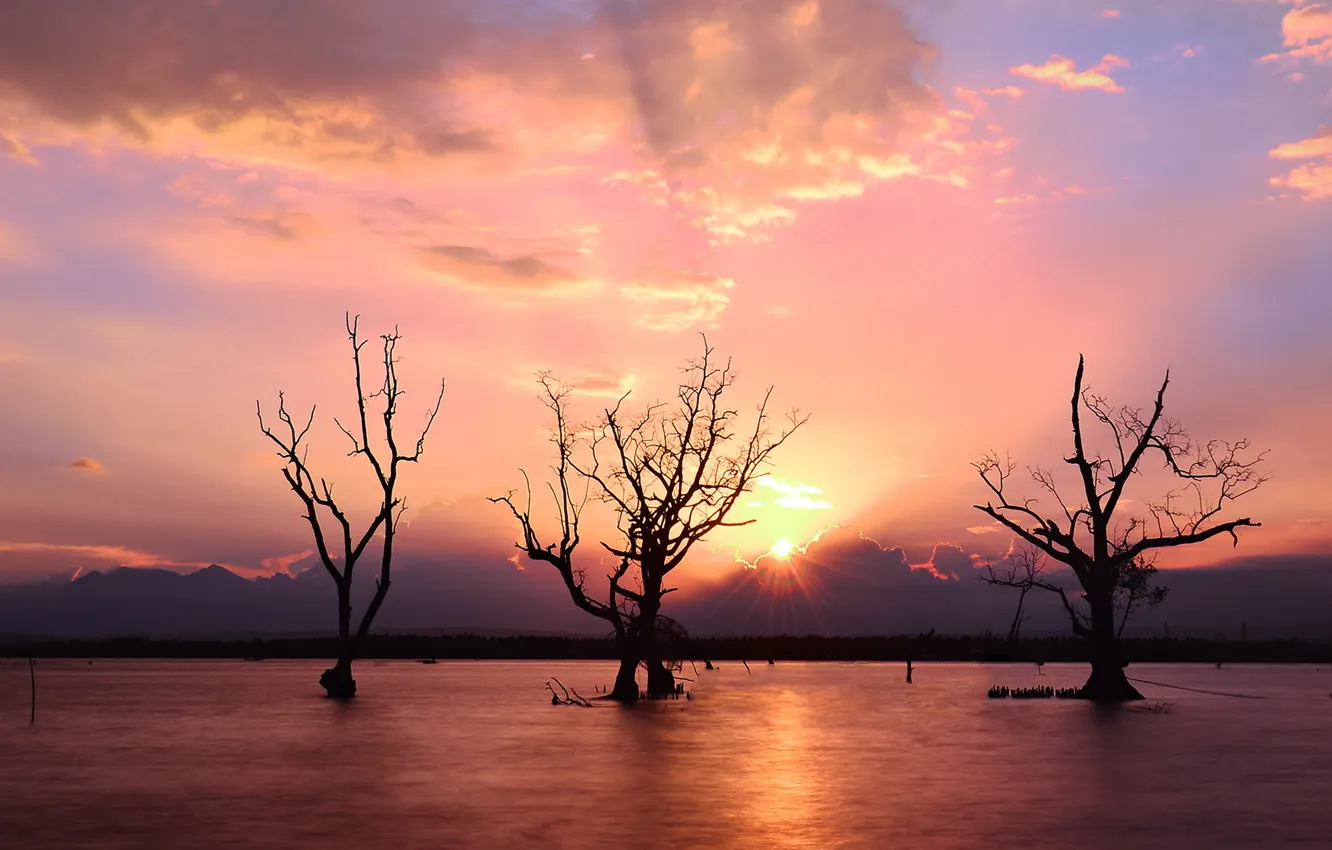 Фото обои деревья, закат, река