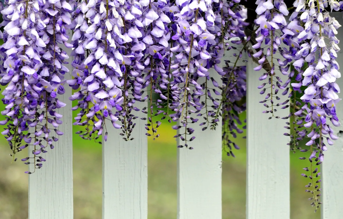 Фото обои белый, забор, фиолетовые, свисают, цветы. глицинии