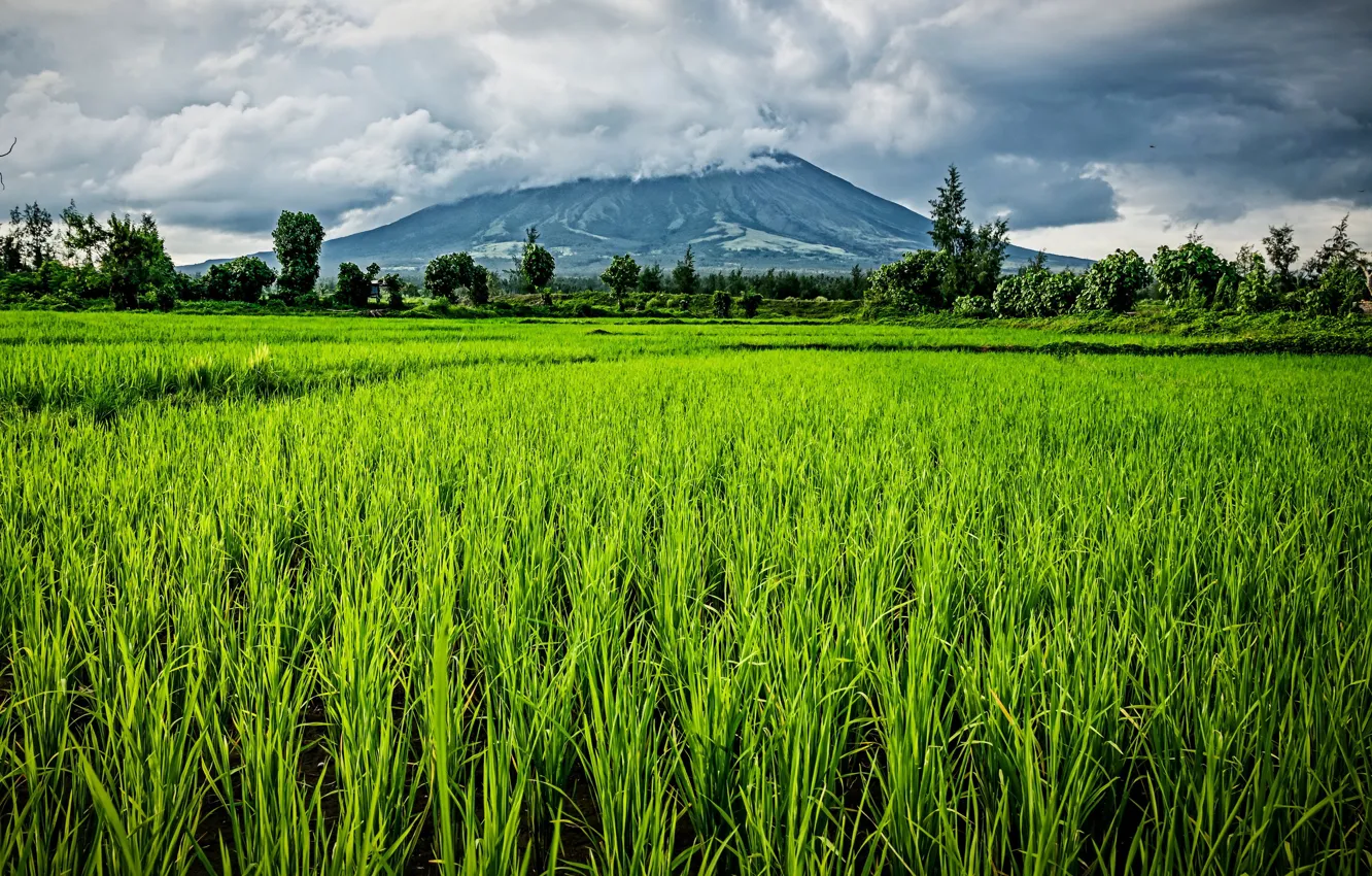 Фото обои зелень, поле, трава, солнце, облака, деревья, гора, Филиппины