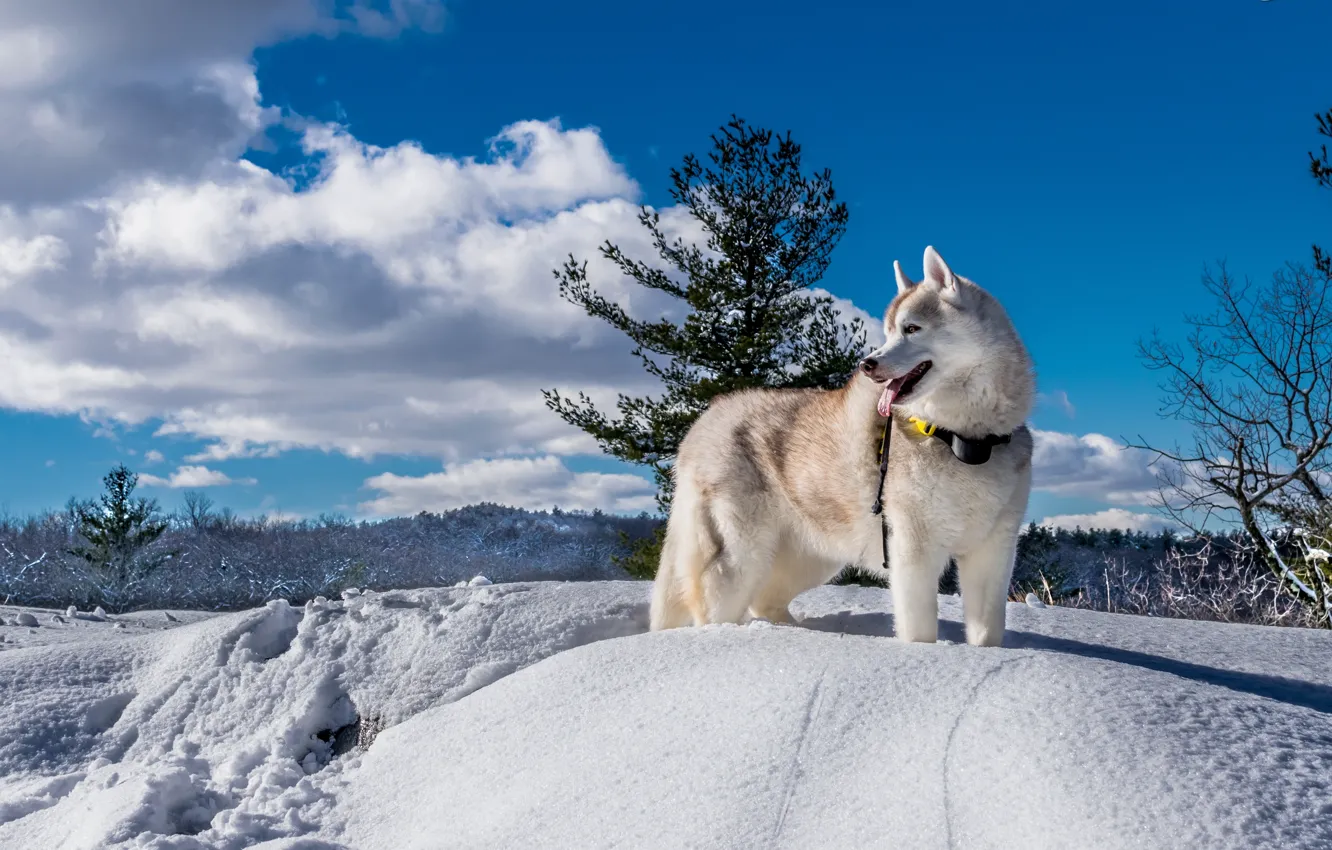 Фото обои зима, снег, природа, собака, хаски