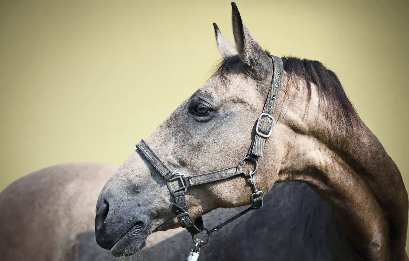 Фото обои horse, head, ears, belts