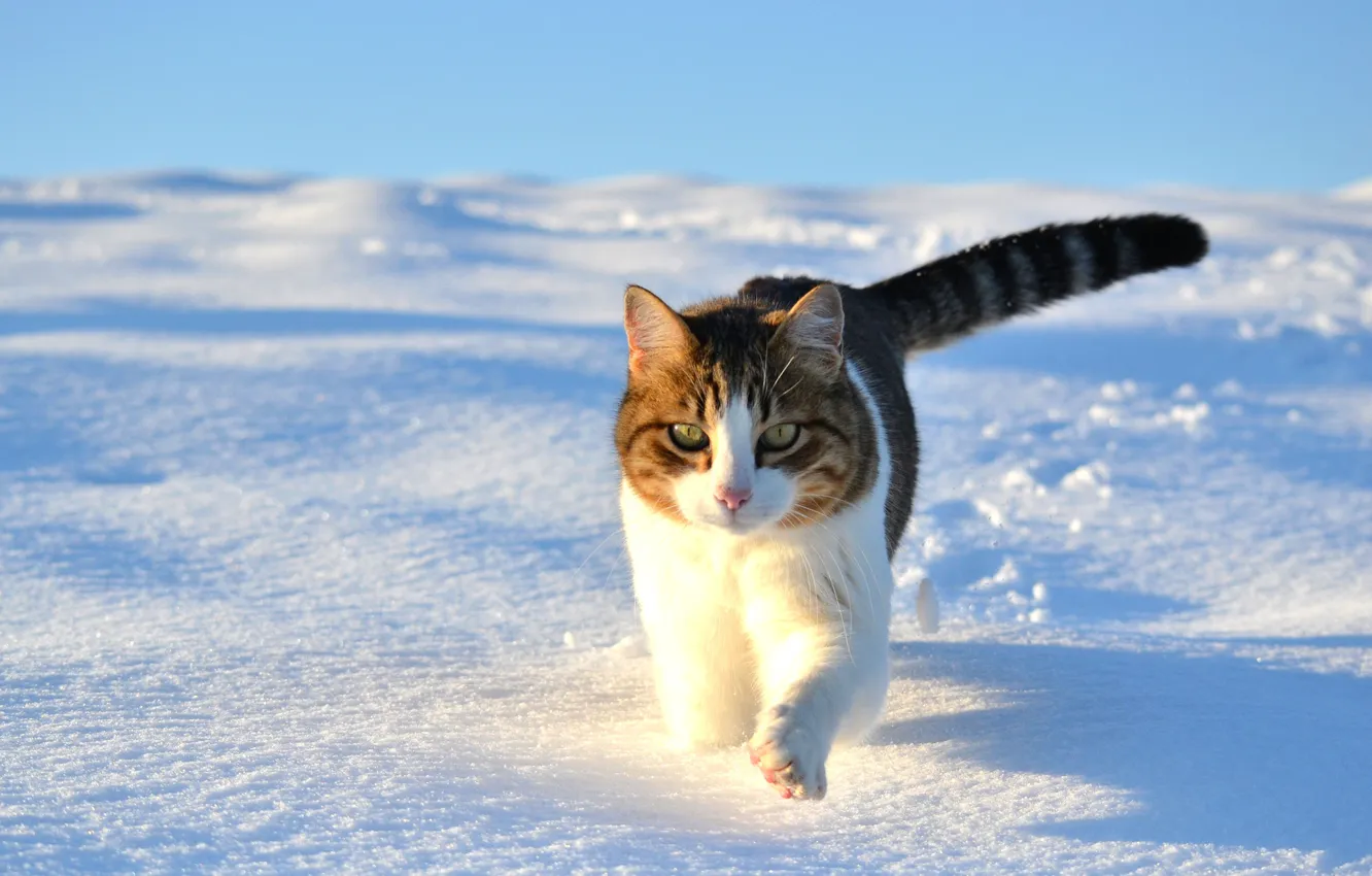 Фото обои зима, кошка, кот, снег, прогулка