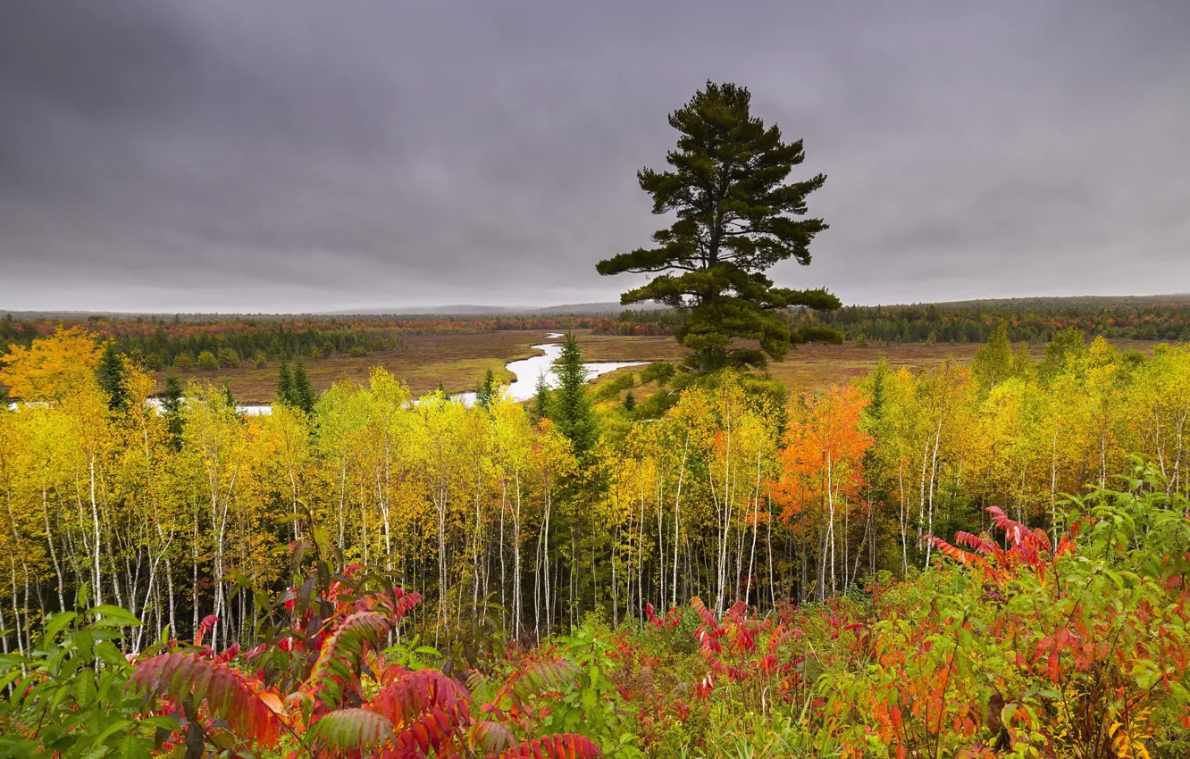 Фото обои осень, лес, небо, природа, река, пасмурно, холмы, красиво
