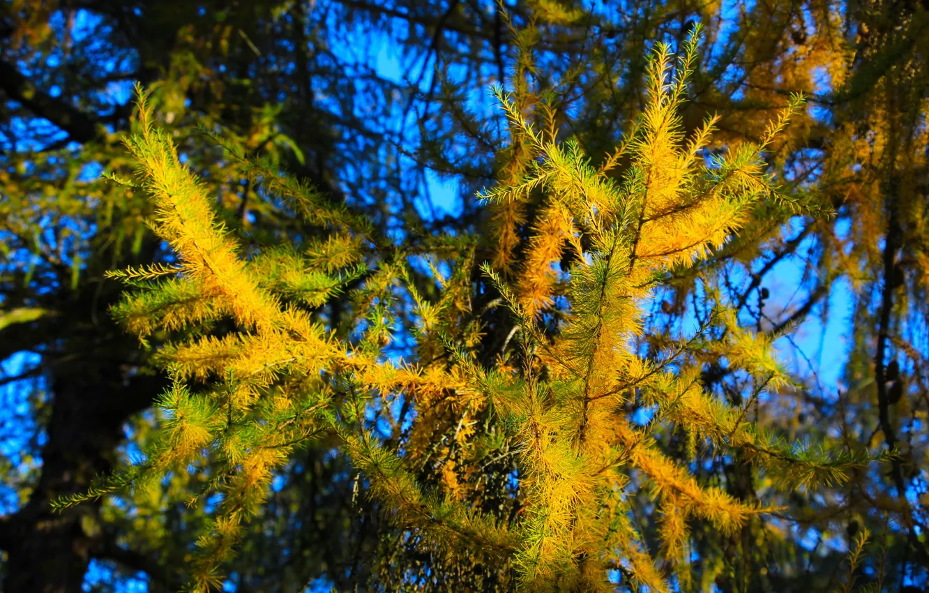 Фото обои autumn, tree, fall, pine, twig