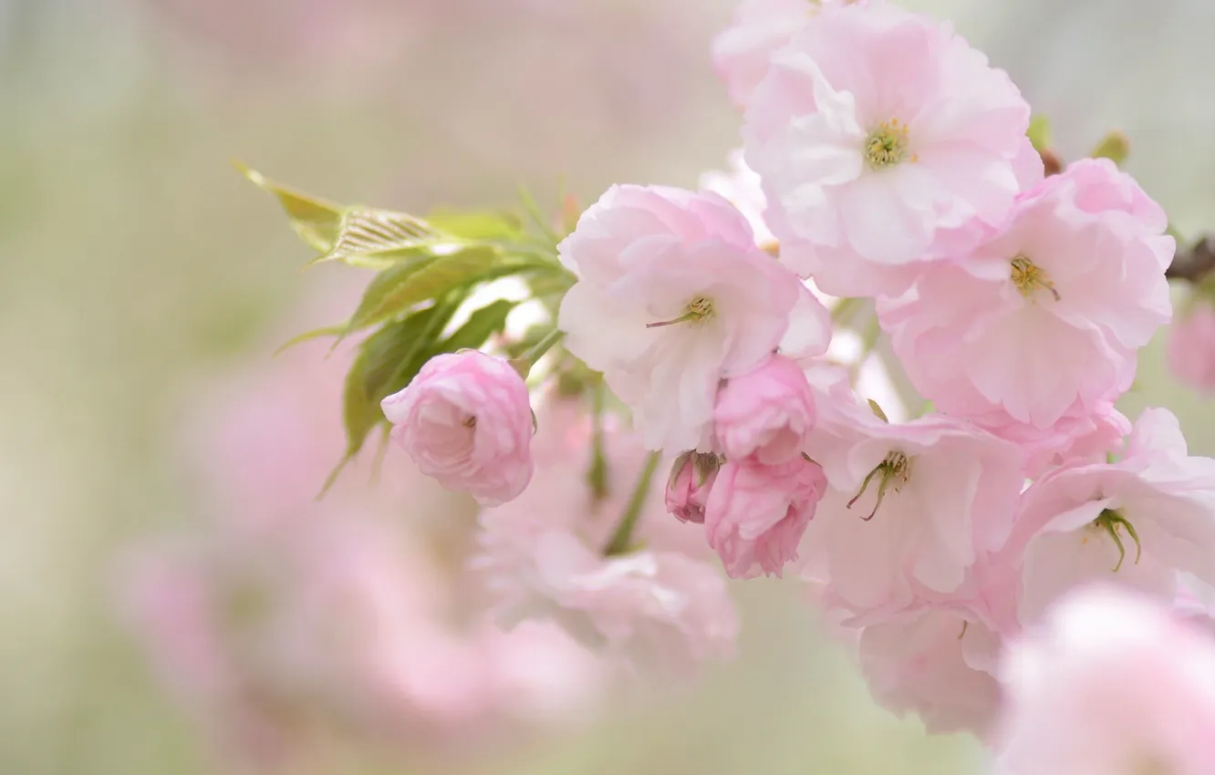 Фото обои вишня, розовый, нежность, сакура