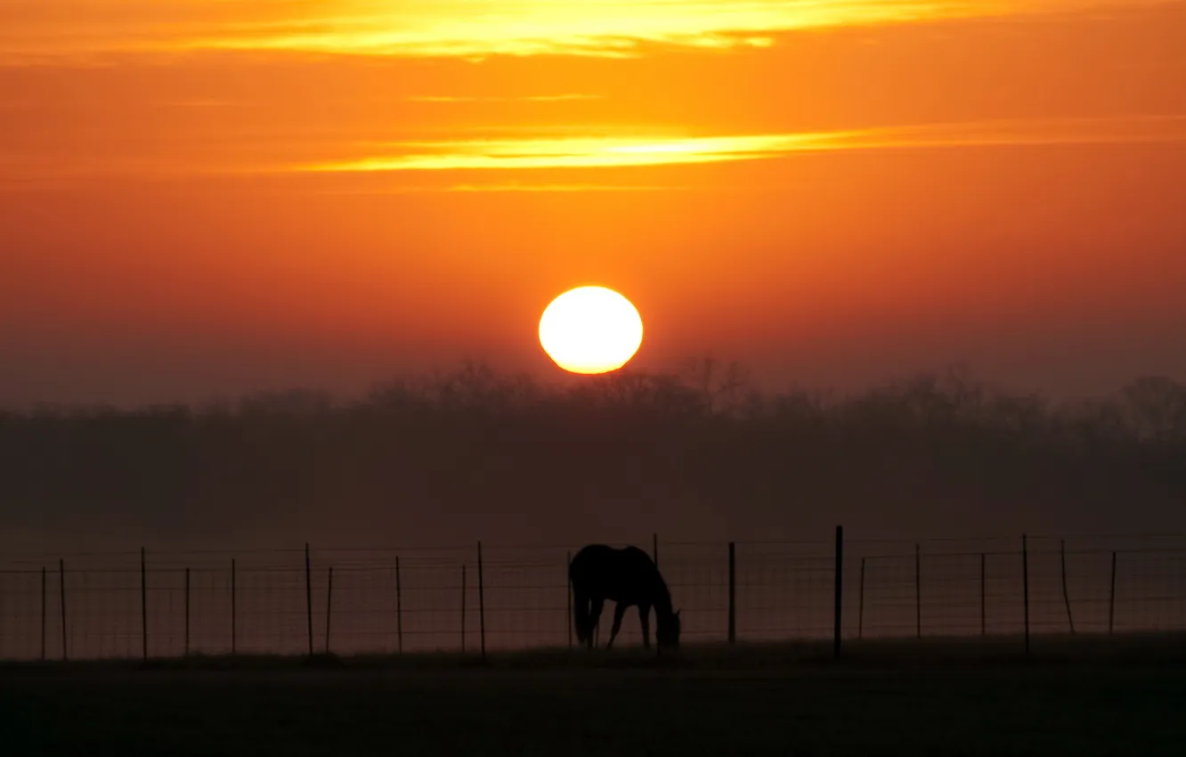 Фото обои пейзаж, закат, конь