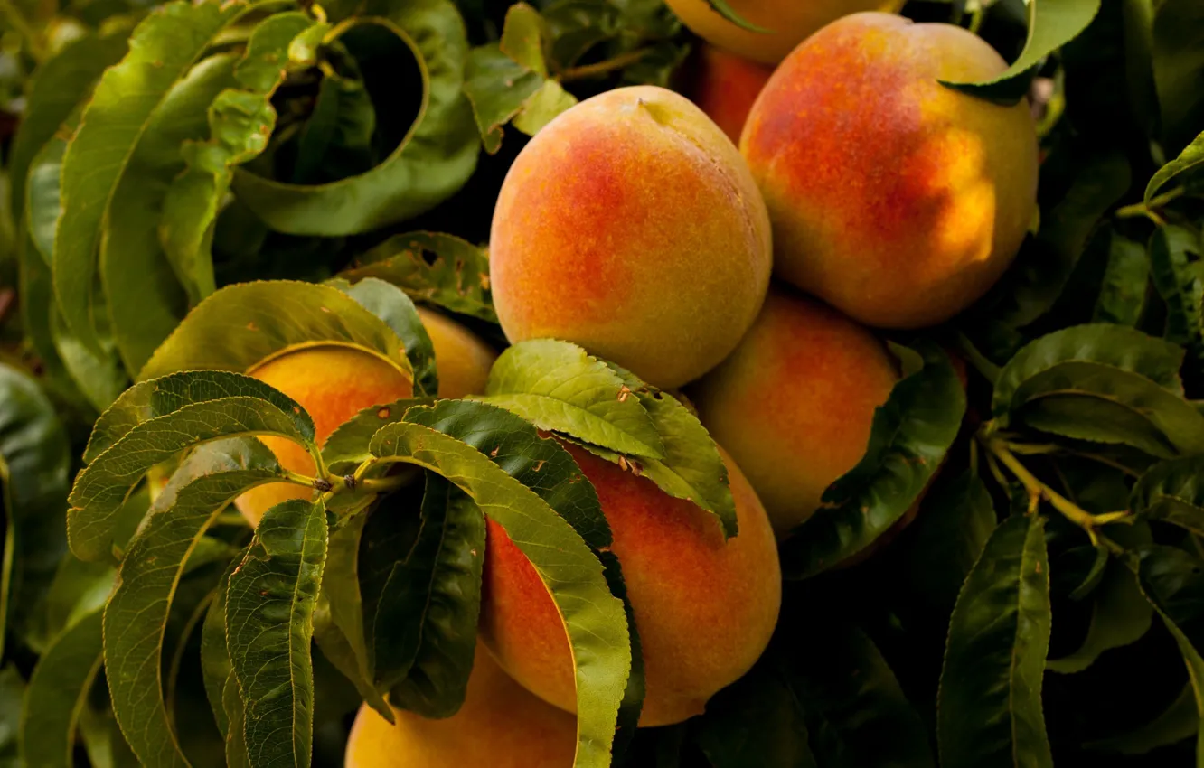 Фото обои trees, nature, food, leaves, fruits, plants, peaches, healthy