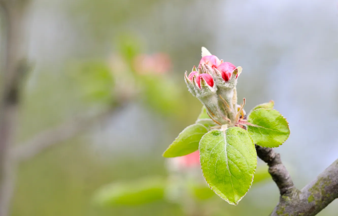 Фото обои tree, spring, leaf, twig