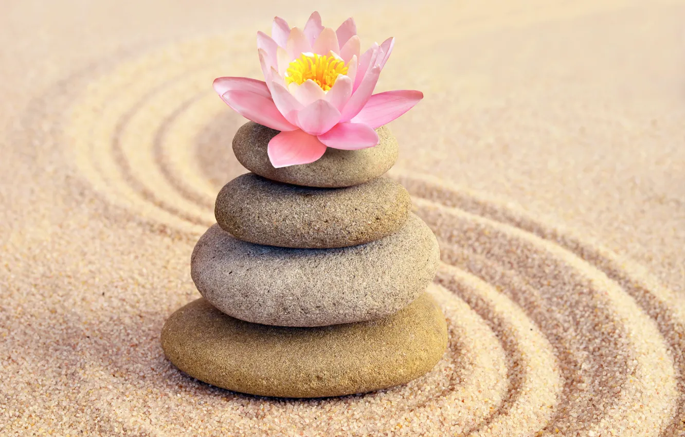 Фото обои песок, цветок, камни, лотос, flower, pink, sand, спа