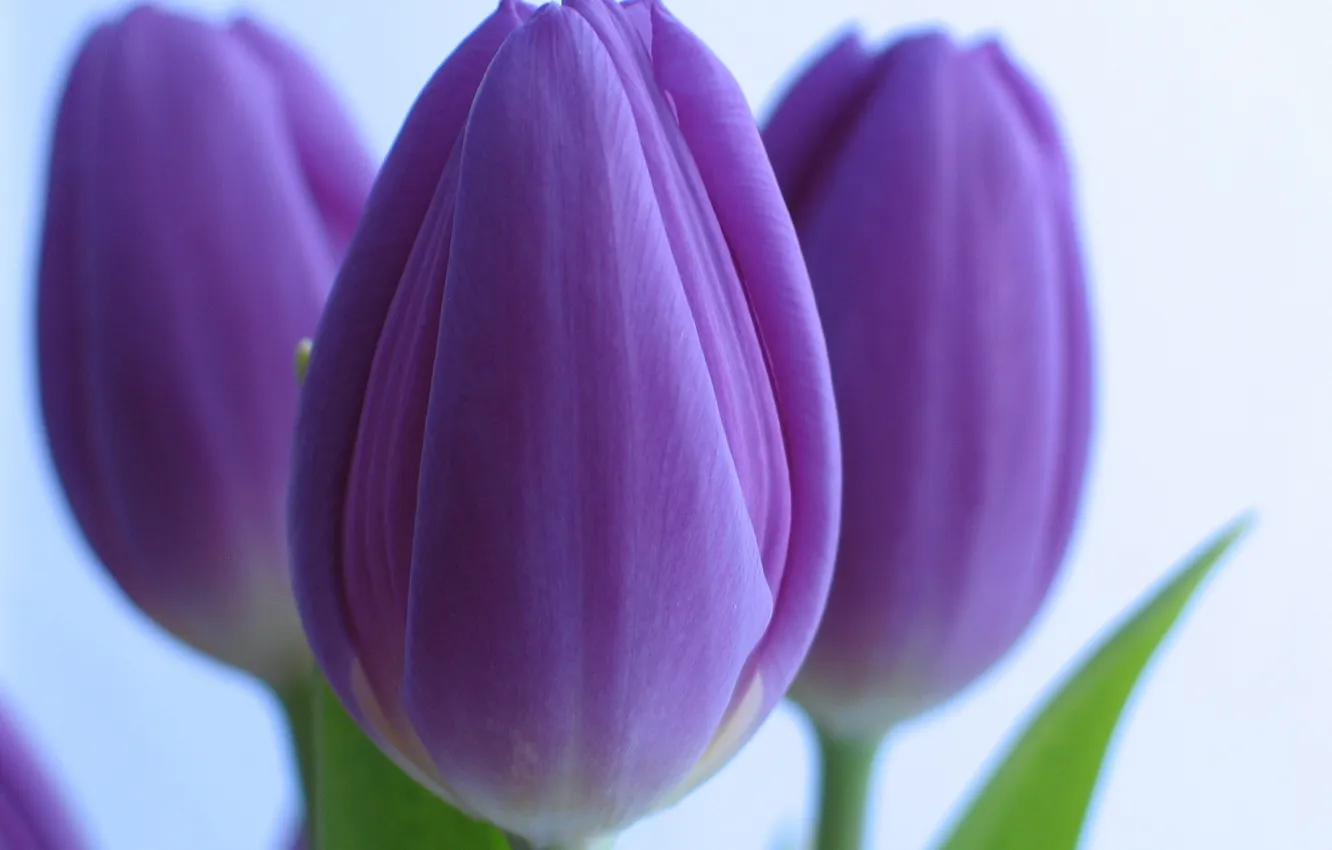 Фото обои белый, фон, фиолетовые, тюльпаны