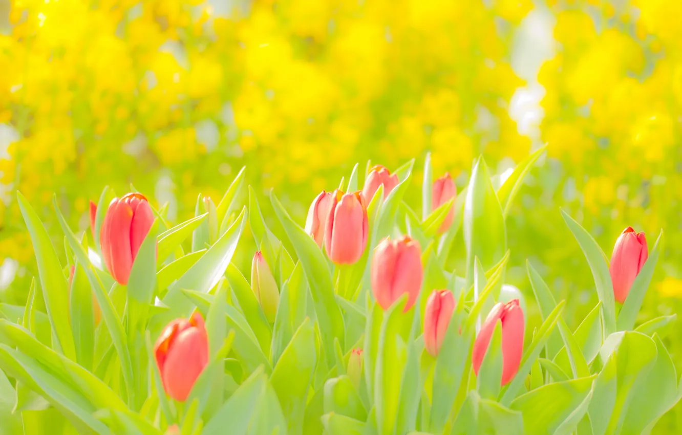 Фото обои поле, лето, свет, тюльпаны