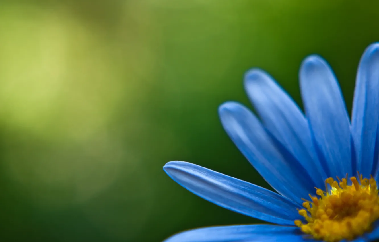 Фото обои цветы, синий, желтый, зеленый, лепестки, лепесток, цветочки, цветки