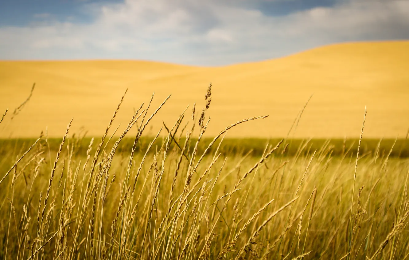 Фото обои grass, field, hill, countryside, stalks, farmland, countryside scene