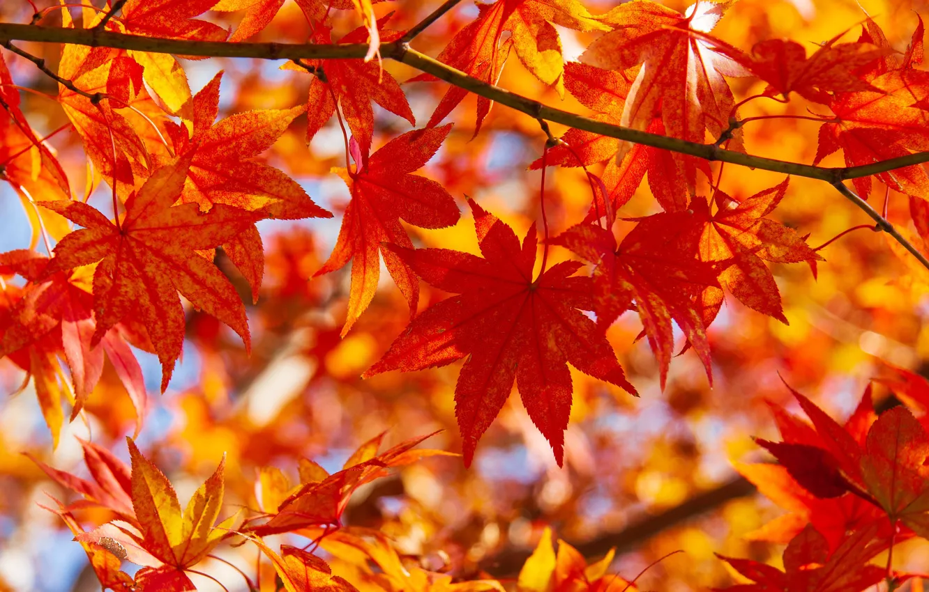 Фото обои осень, листья, макро, ветка, клён, Японский клён