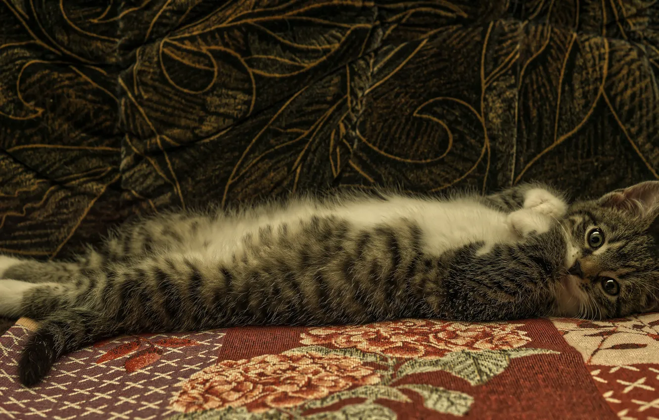Фото обои кошка, взгляд, поза, темный фон, котенок, серый, диван, лапки