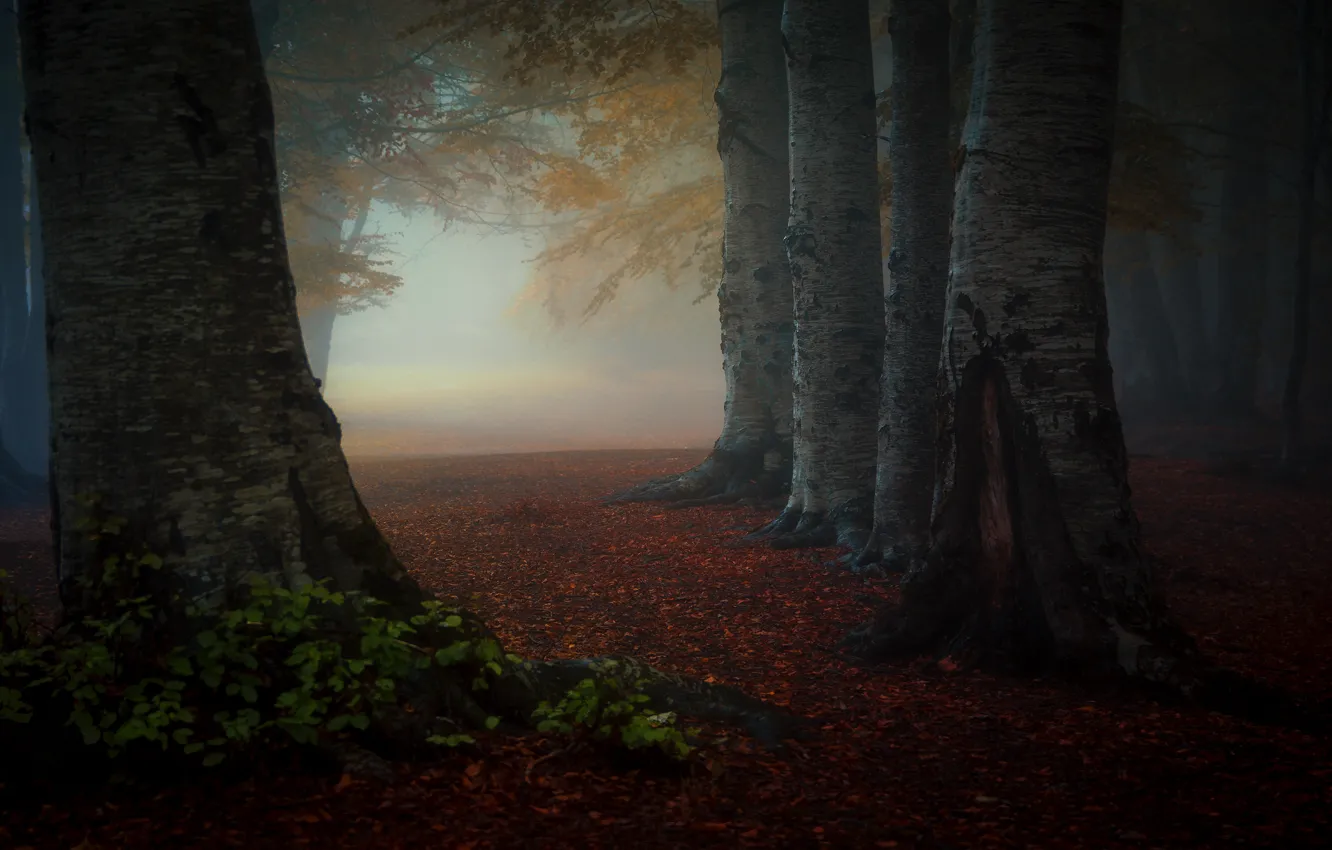 Фото обои осень, лес, листья, деревья, туман, парк, стволы, утро
