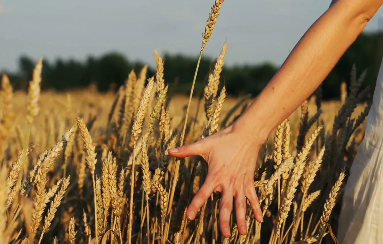 Фото обои поле, лето, девушка, рука, колосья