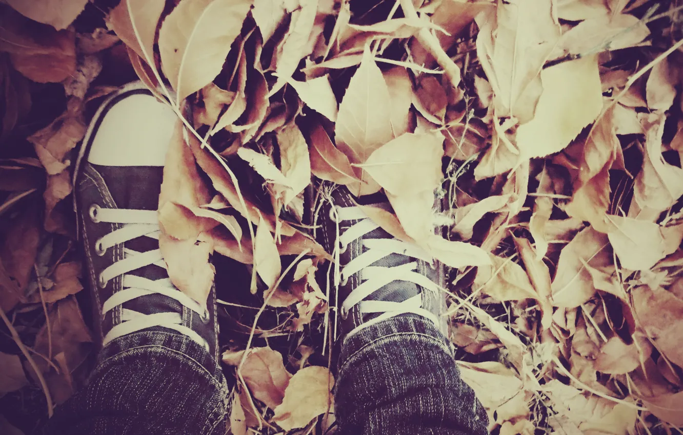 Фото обои осень, листья, кеды, шнурки