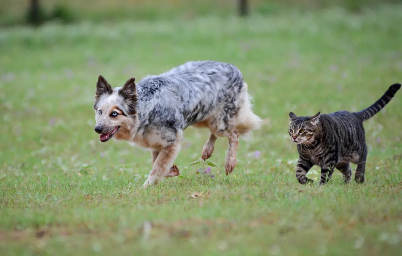 Фото обои кошка, трава, кот, собака, луг, пара, пёс, друганы