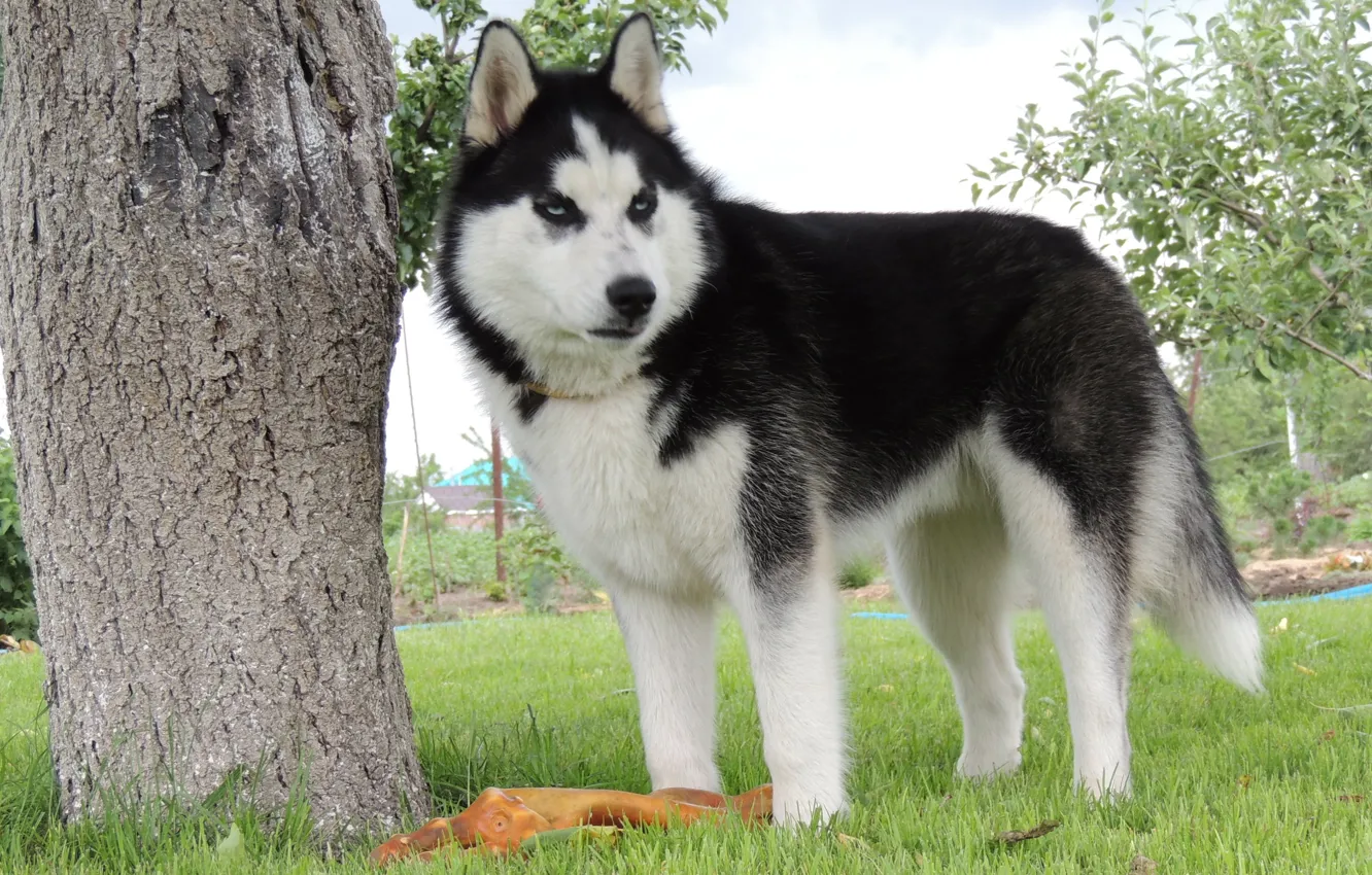 Фото обои лето, голубые глаза, Арни, хаска, Сибирский хаски, husky