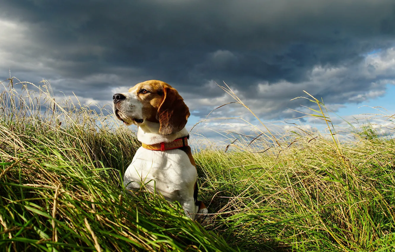 Фото обои поле, небо, собака, бигль