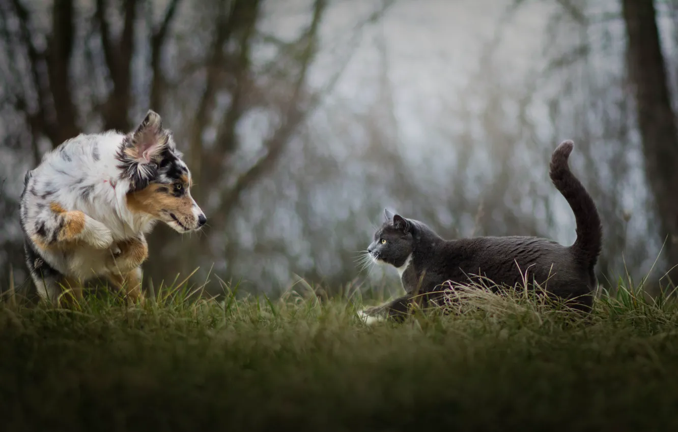 Фото обои кошка, трава, кот, встреча, собака, прогулка, боке, Австралийская овчарка