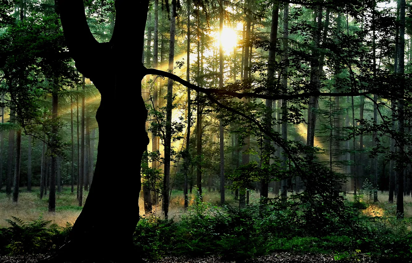 Фото обои лес, солнце, дерево, листва