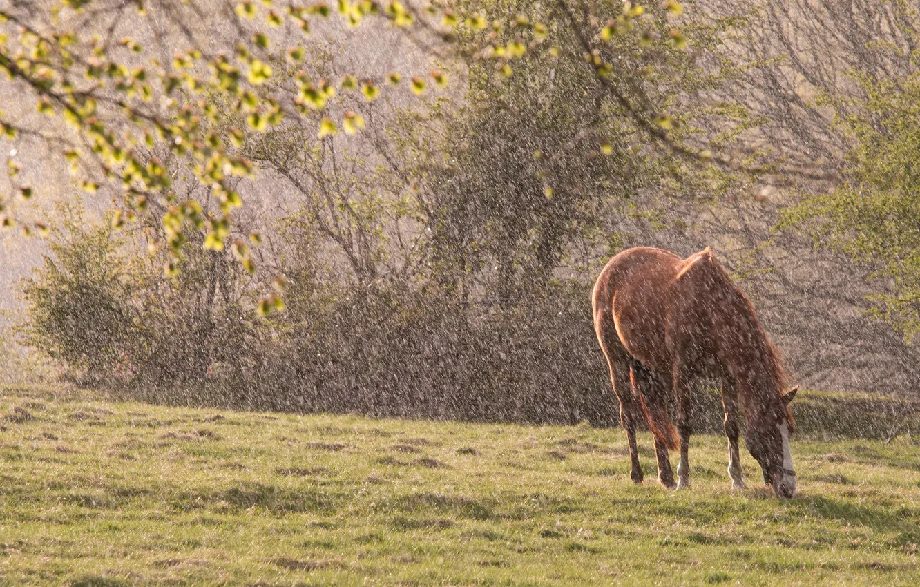 Фото обои природа, дождь, конь