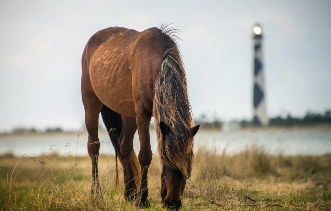 Фото обои природа, конь, маяк