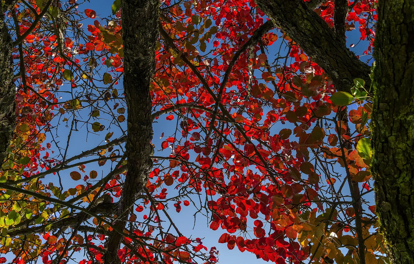 Фото обои осень, небо, листья, дерево, ствол, багрянец