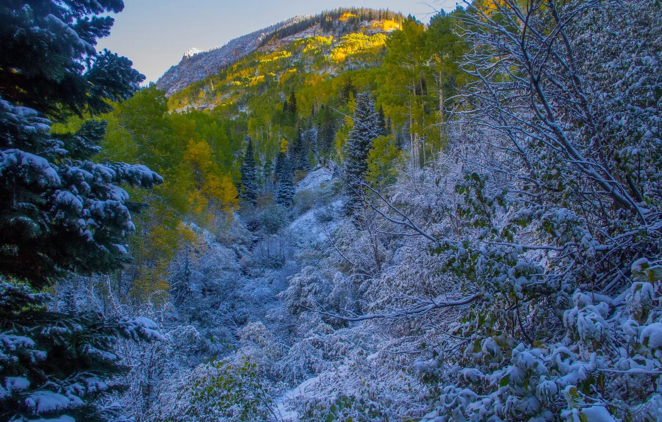 Фото обои осень, лес, небо, снег, деревья, горы