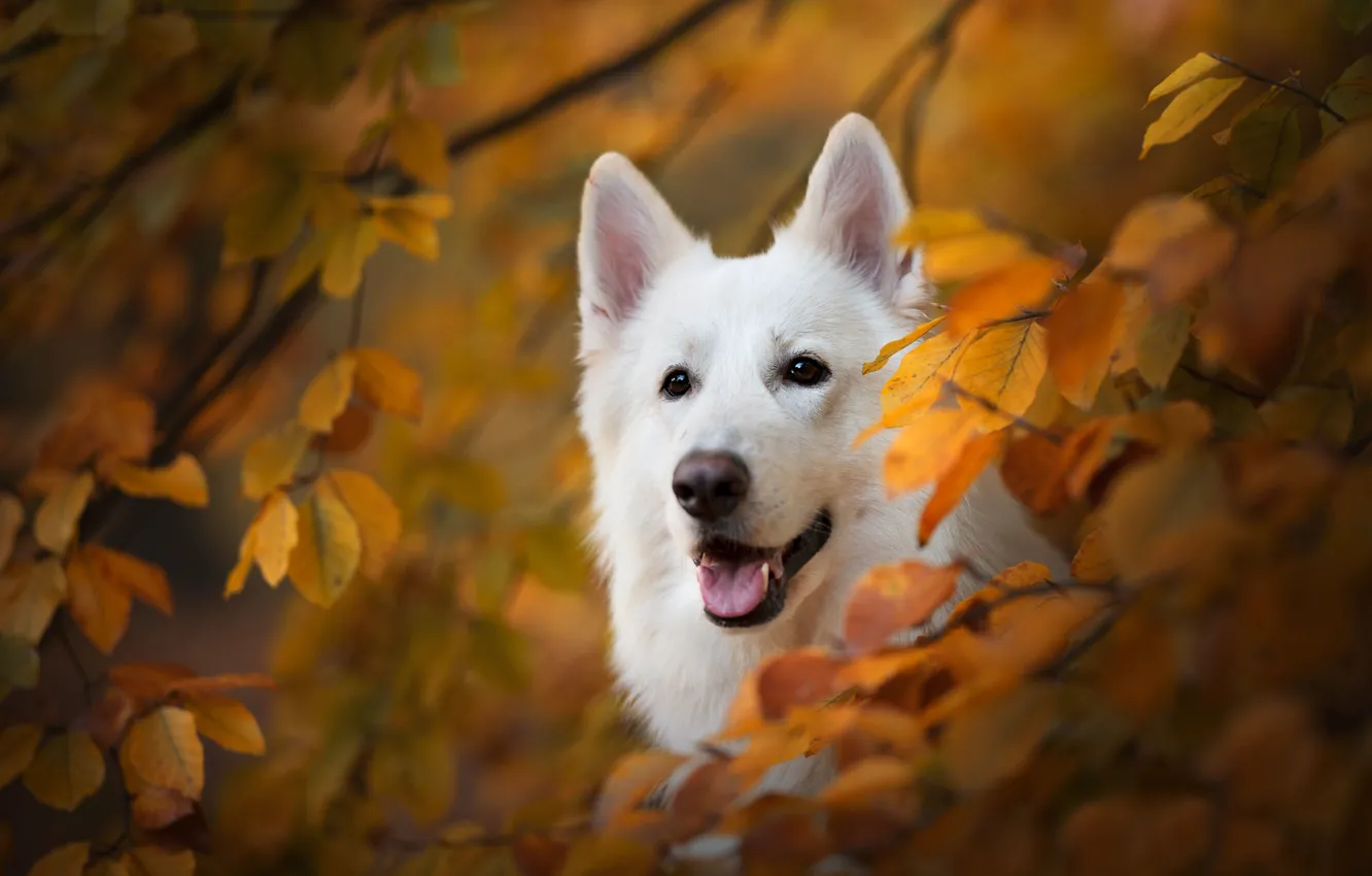Фото обои осень, взгляд, морда, ветки, собака, жёлтые листья, Белая швейцарская овчарка