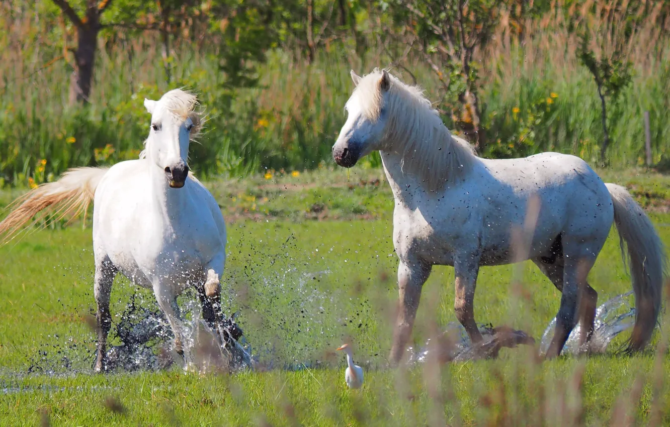 Фото обои кони, лошади, пара, белые, друзья, два, резвятся