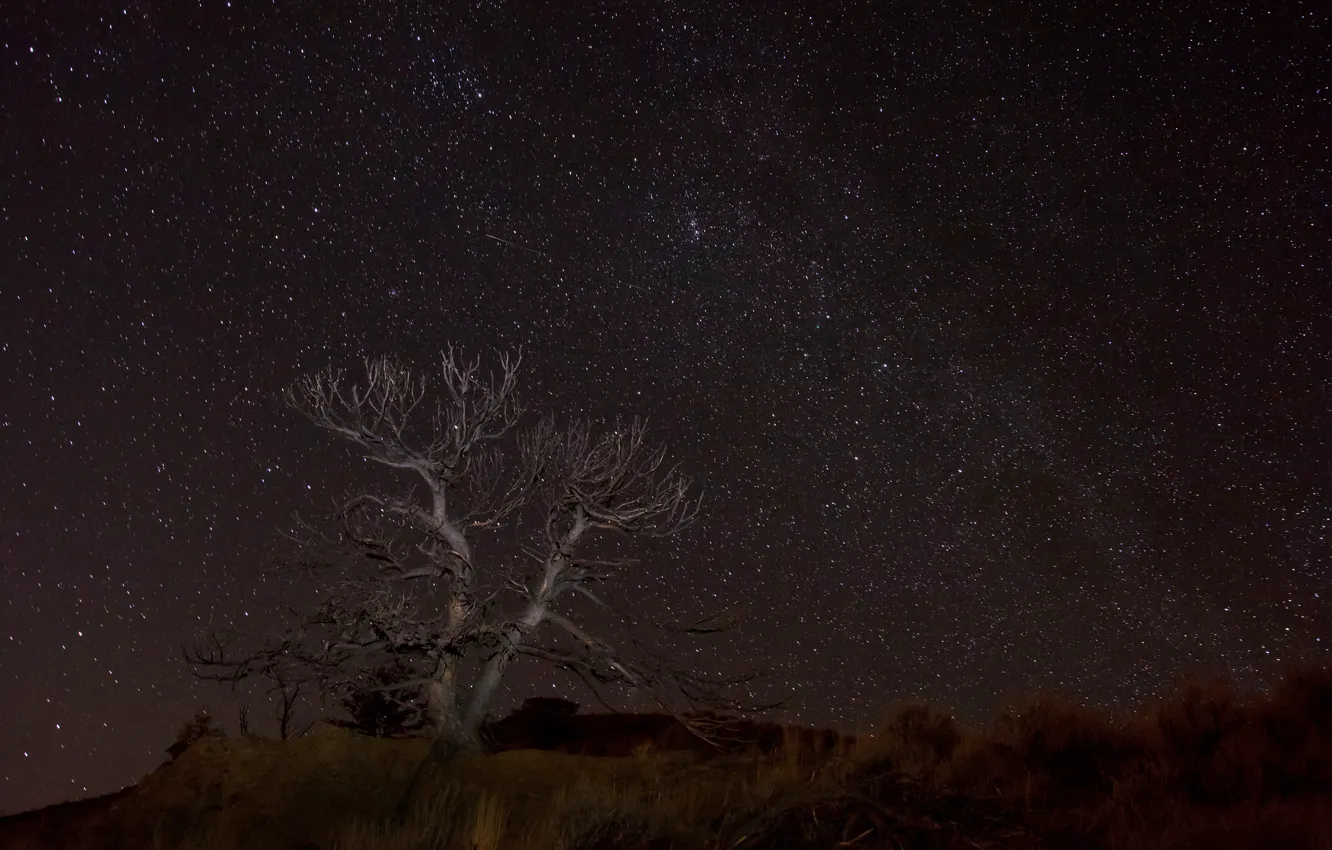 Фото обои космос, звезды, ночь, пространство, дерево, пустыня