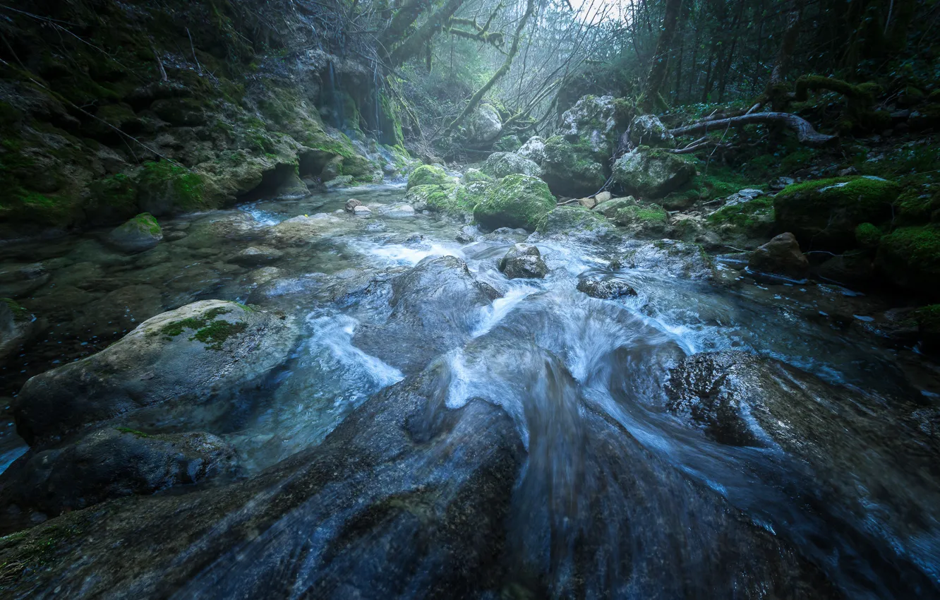Фото обои лес, камни, мох, поток, речка