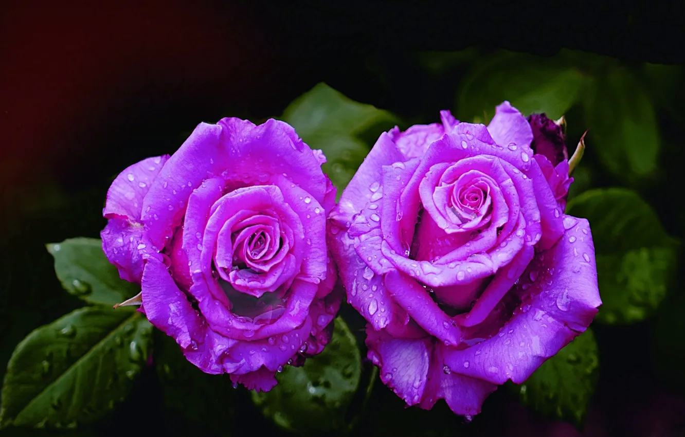 Фото обои розы, пара, фиолетовые