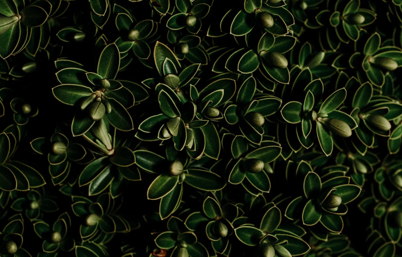 Фото обои зелень, листья, фон, растения