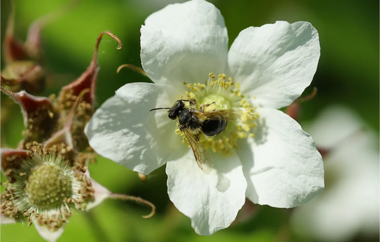 Фото обои цветок, пчела, flower, bee