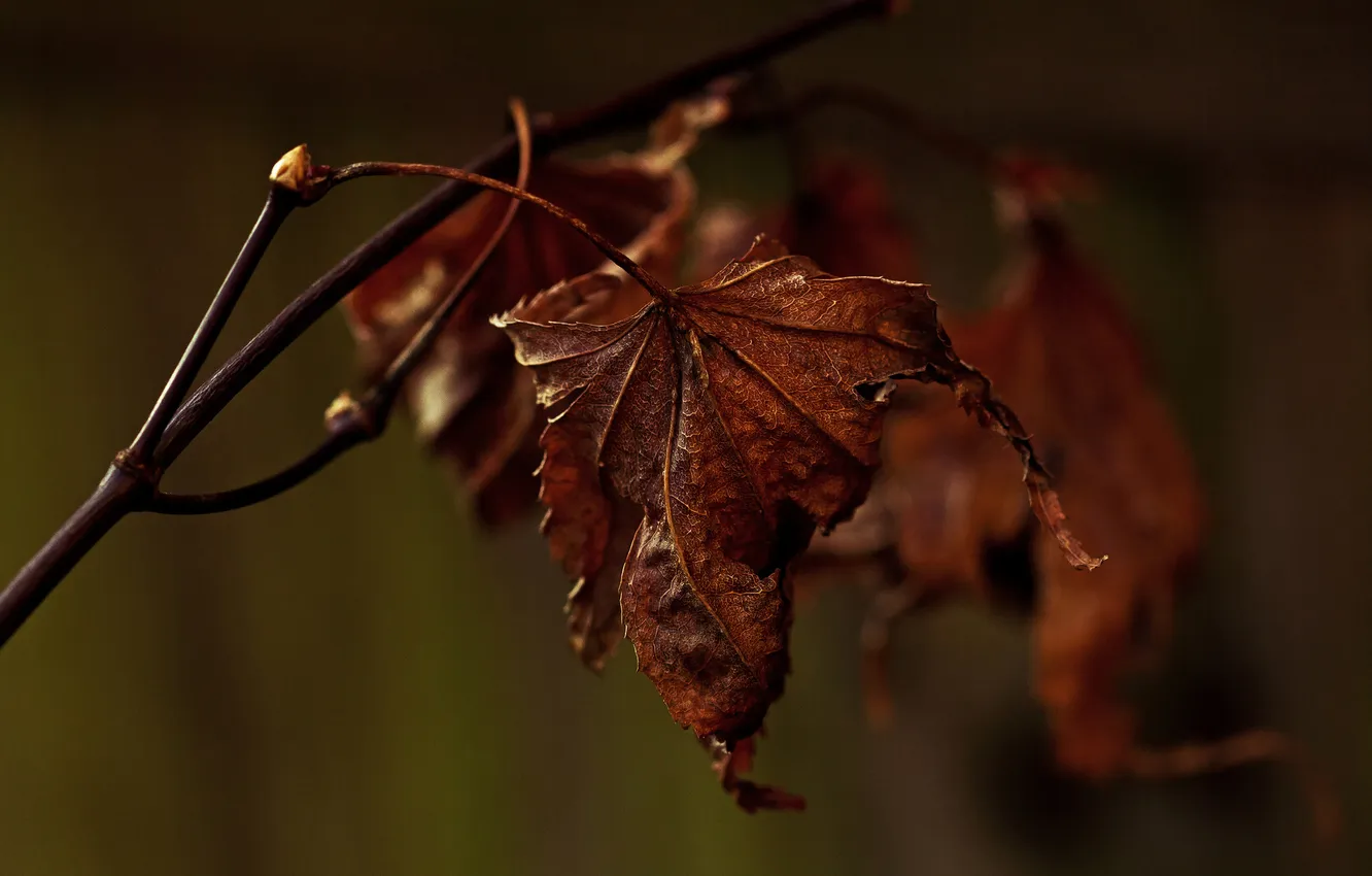 Фото обои макро, лист, ветка, сухой, Декабрь