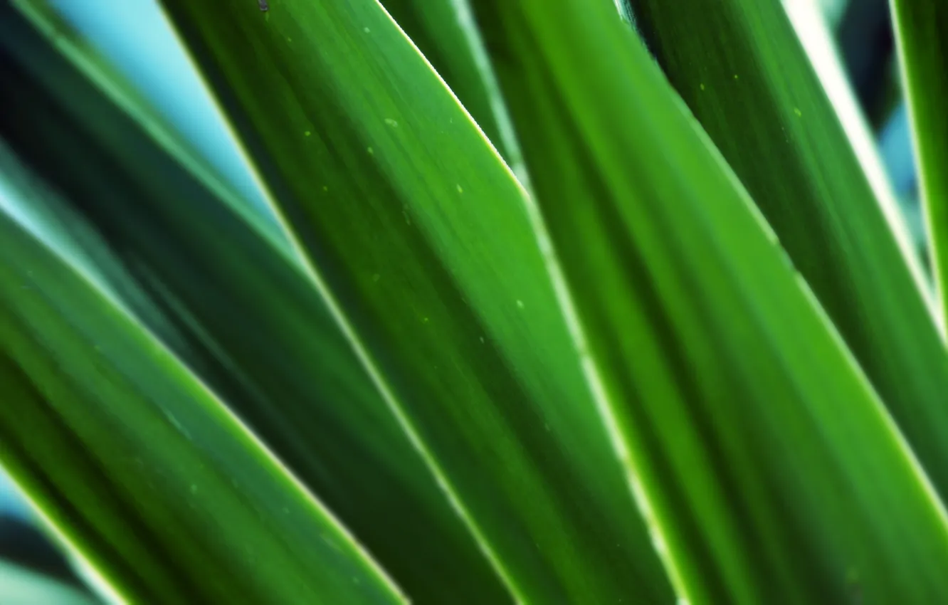 Фото обои макро, фото, листок, растение, зелёный лист, стебельки, green macro, фоновые картинки