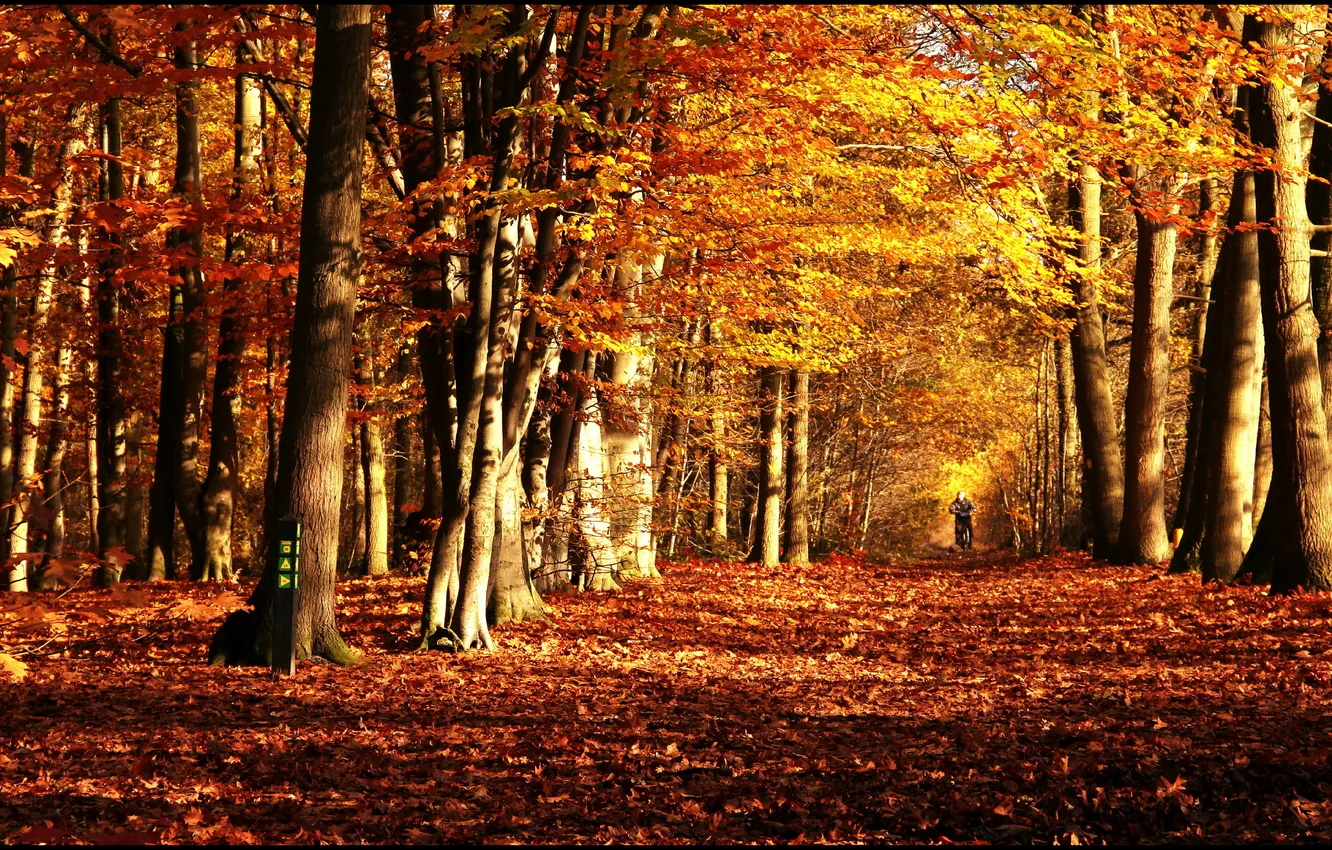 Фото обои осень, деревья, природа, парк