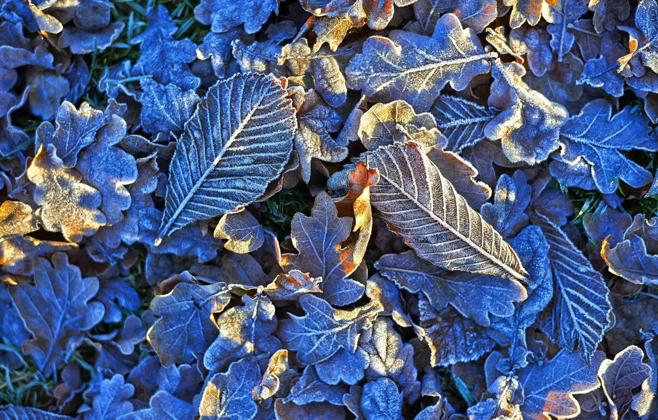 Фото обои иней, листья, свет, природа, мороз, кристаллы