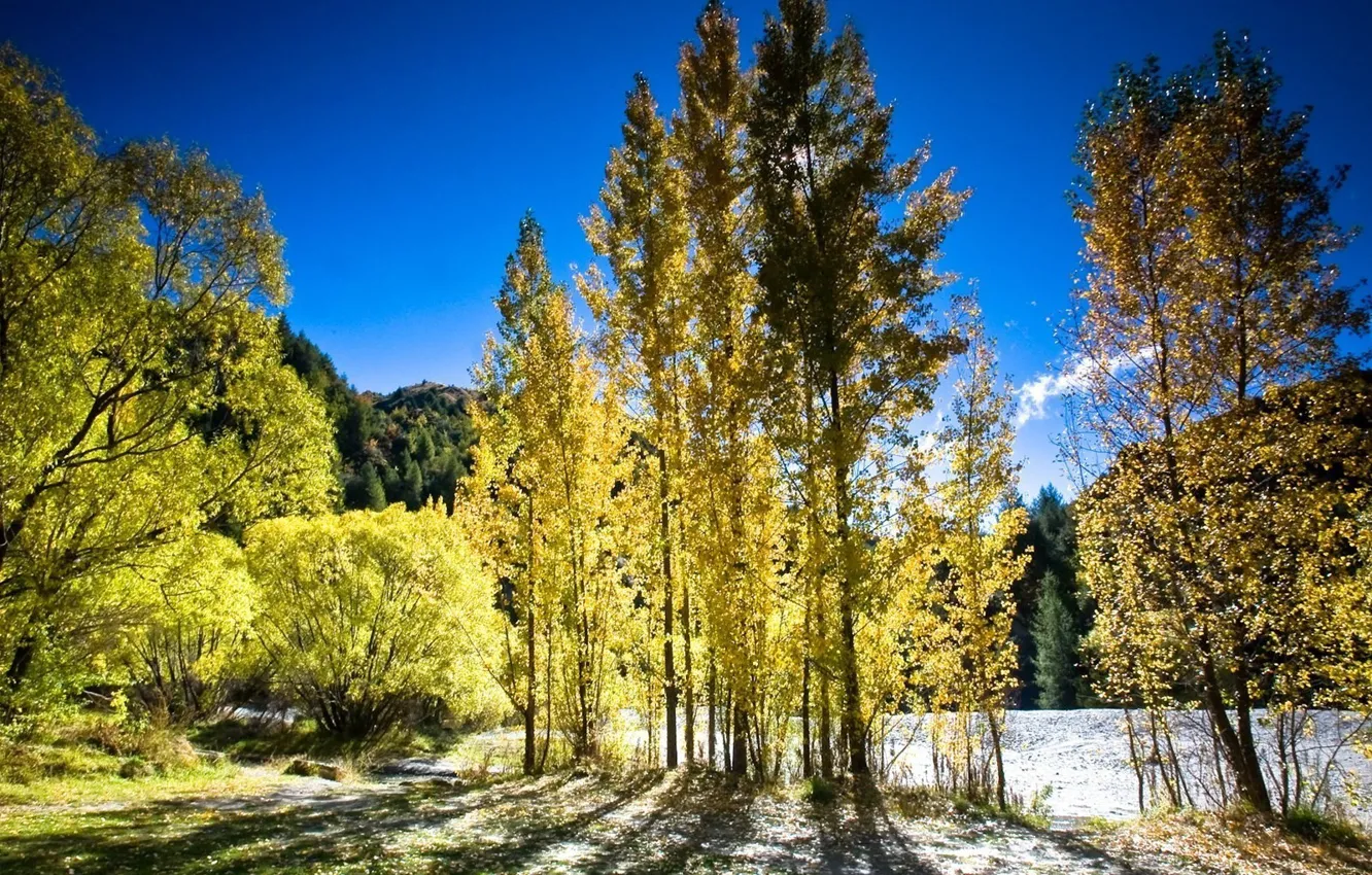 Фото обои осень, свет, деревья