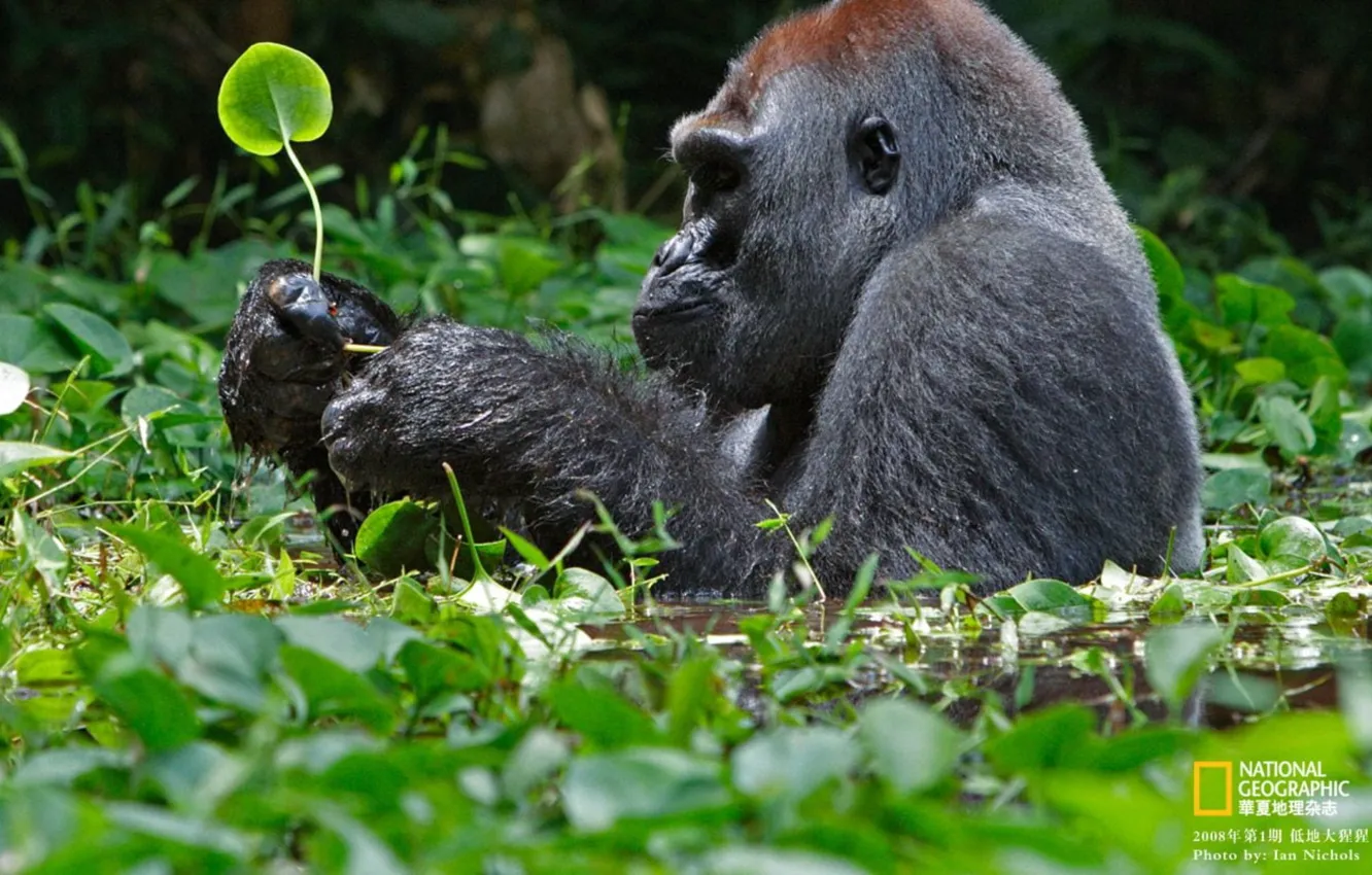 Фото обои water, animal, gorilla, wildlife, gorilla Primate